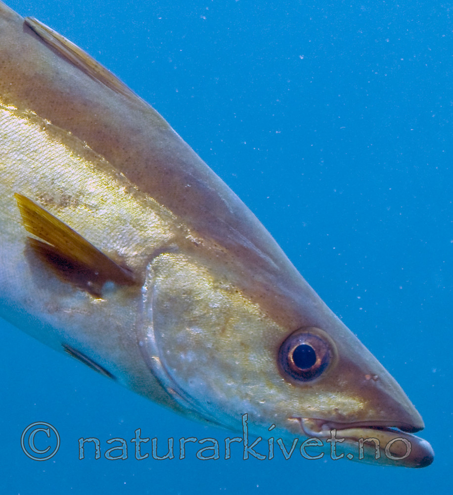 BB 12 0098 / Pollachius pollachius / Lyr