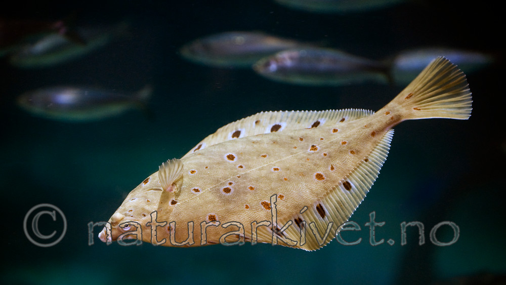 BB 12 0101 / Clupea harengus / Sild <br /> Pleuronectes platessa / Rødspette