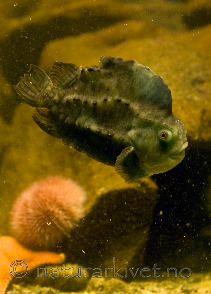 BB 12 0102 / Cyclopterus lumpus / Rognkjeks