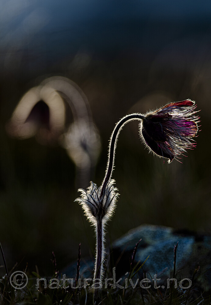 BB 12 0103 / Pulsatilla vernalis / Mogop