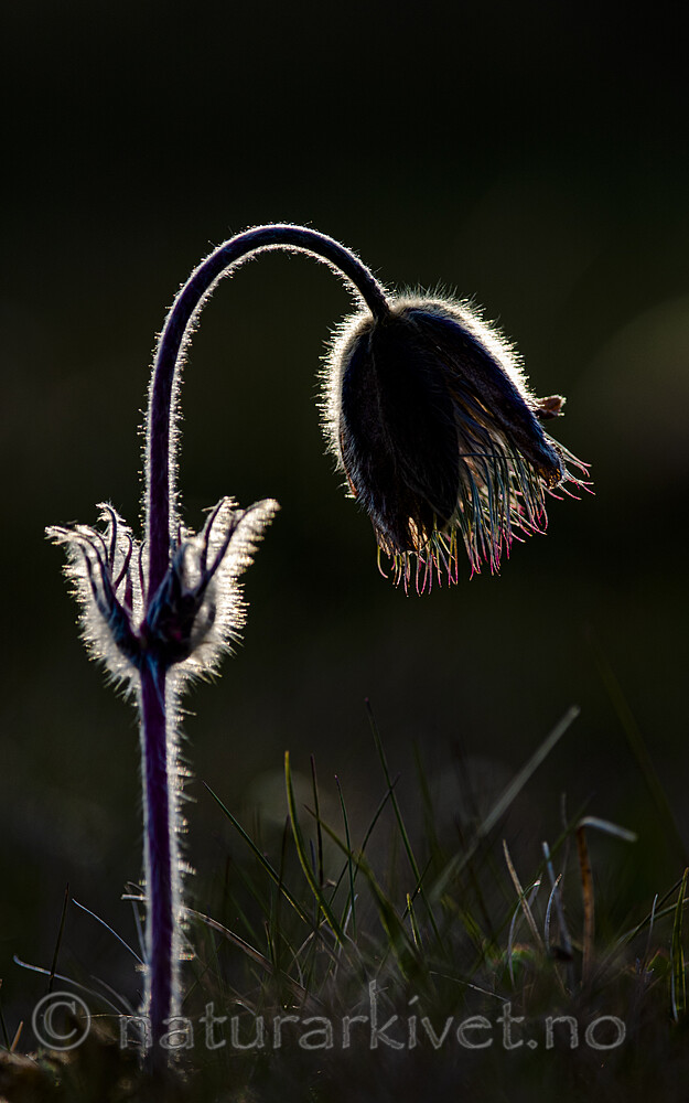 BB 12 0105 / Pulsatilla vernalis / Mogop