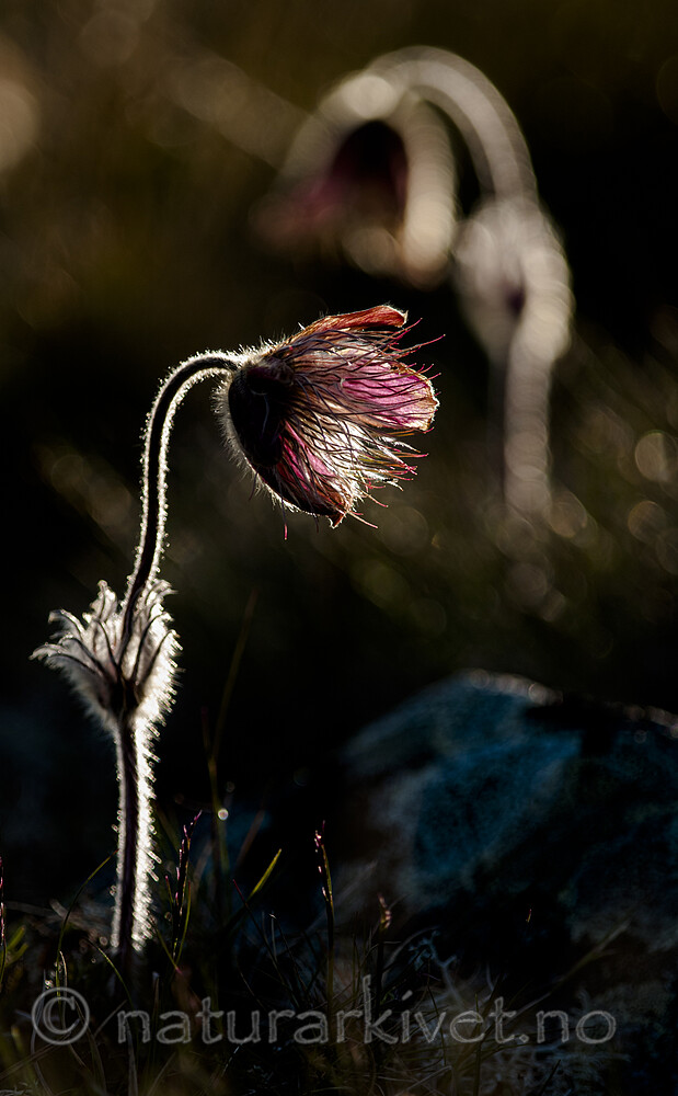 BB 12 0106 / Pulsatilla vernalis / Mogop
