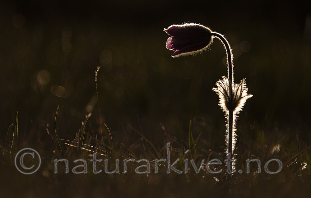 BB 12 0109 / Pulsatilla vernalis / Mogop