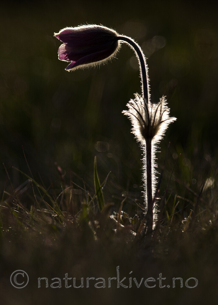 BB 12 0110 / Pulsatilla vernalis / Mogop