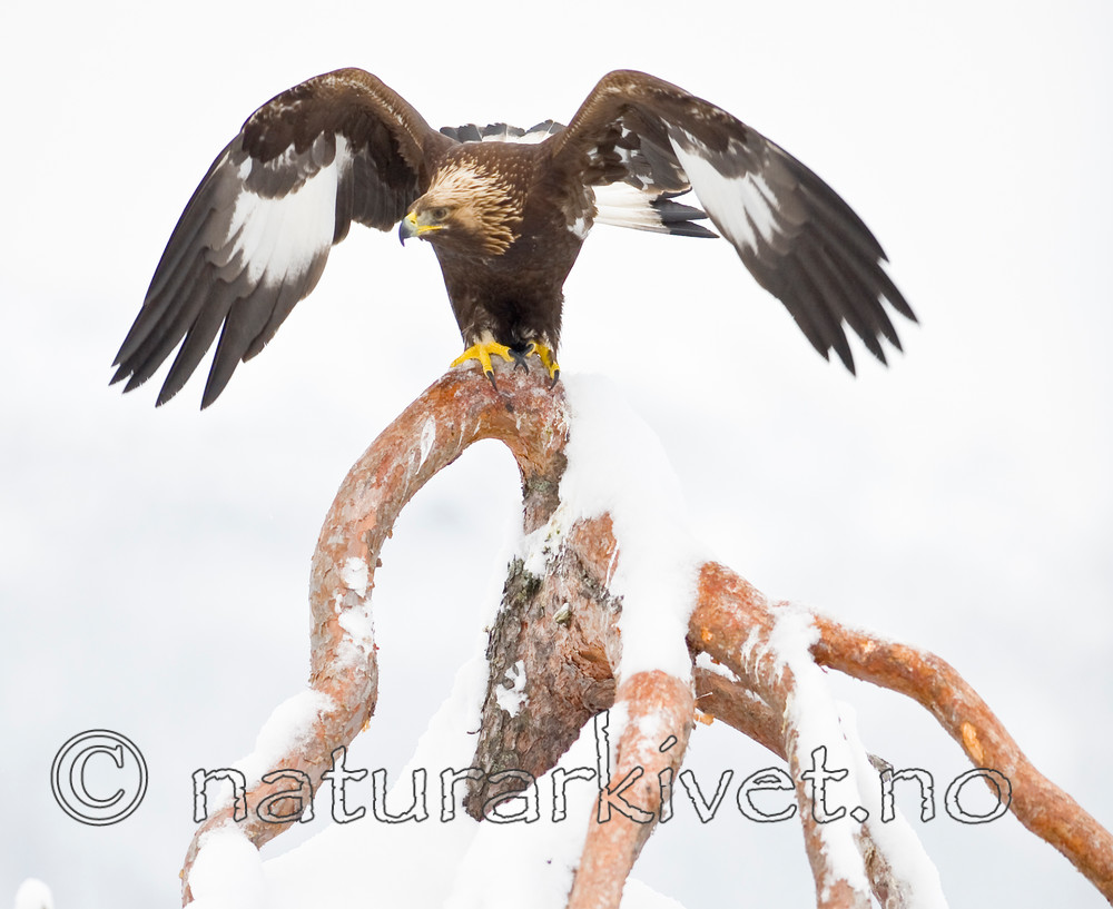 BB 12 0112 / Aquila chrysaetos / Kongeørn