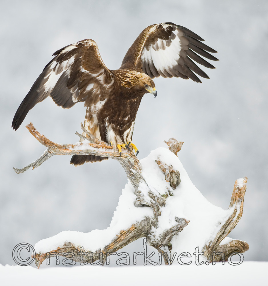 BB 12 0113 / Aquila chrysaetos / Kongeørn