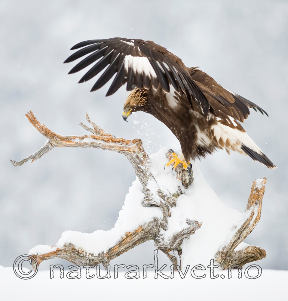 BB 12 0114 / Aquila chrysaetos / Kongeørn