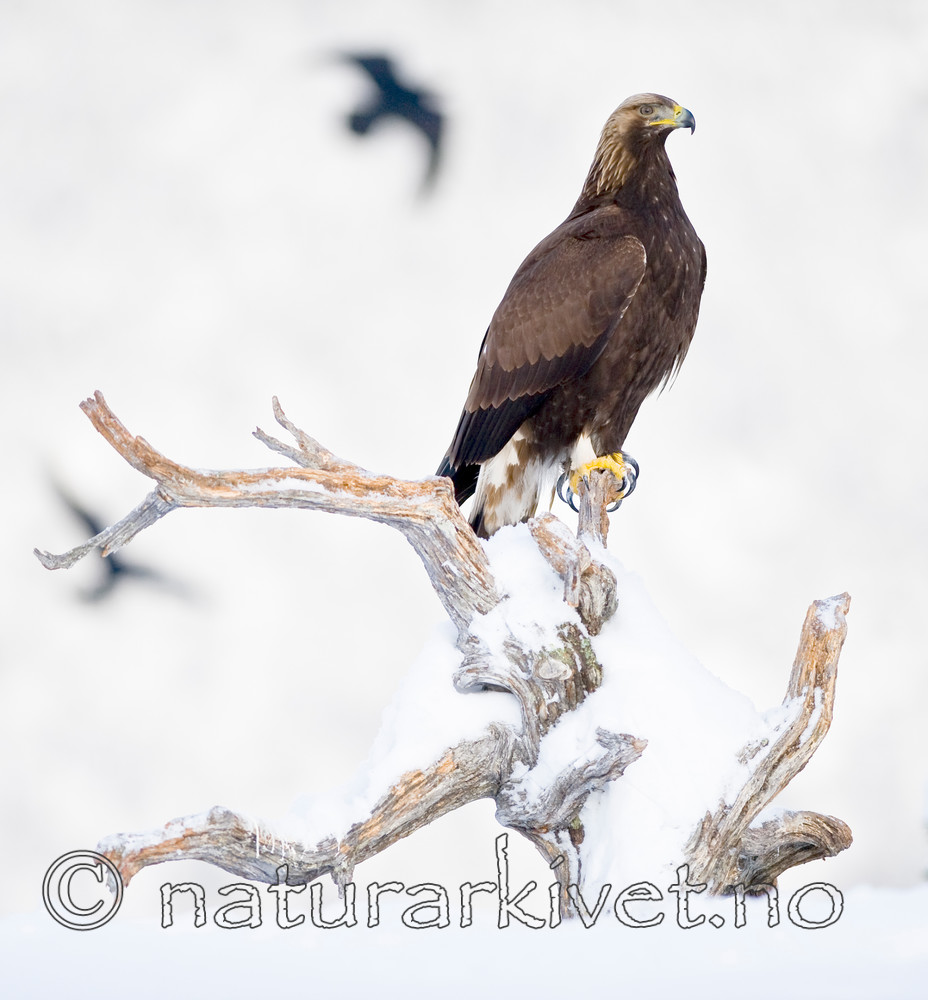 BB 12 0117 / Aquila chrysaetos / Kongeørn <br /> Corvus corax / Ravn