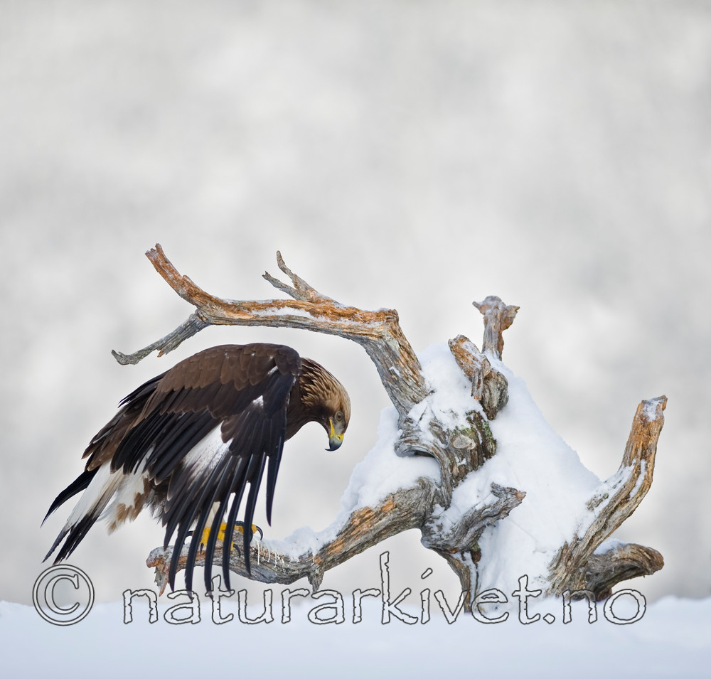 BB 12 0118 / Aquila chrysaetos / Kongeørn