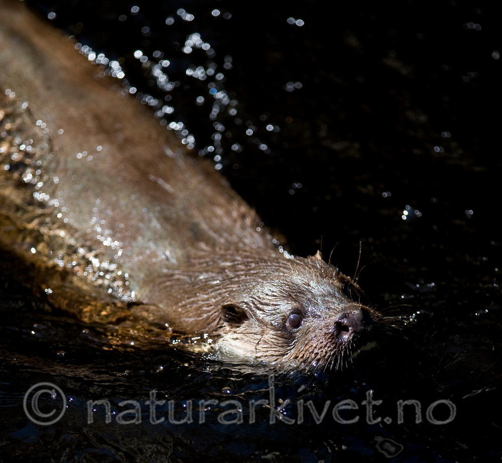 BB 12 0130 / Lutra lutra / Oter