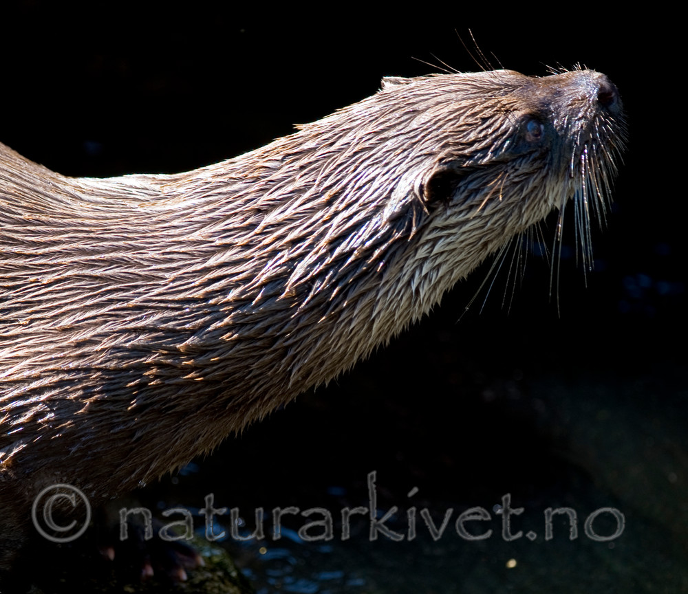 BB 12 0131 / Lutra lutra / Oter