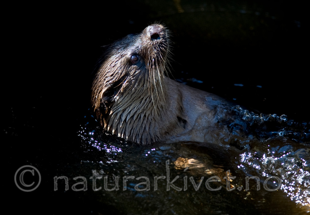 BB 12 0133 / Lutra lutra / Oter