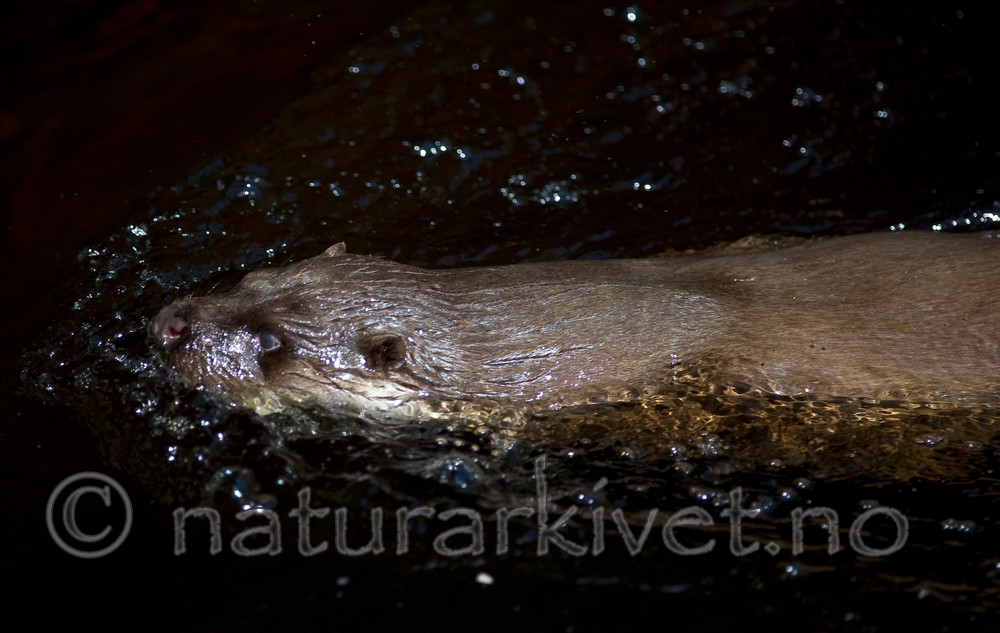 BB 12 0135 / Lutra lutra / Oter