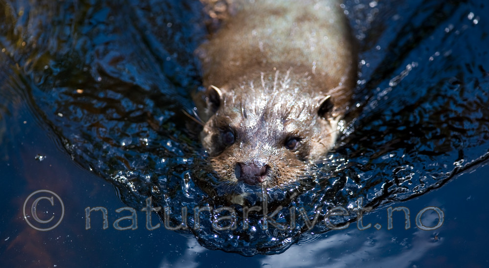 BB 12 0136 / Lutra lutra / Oter