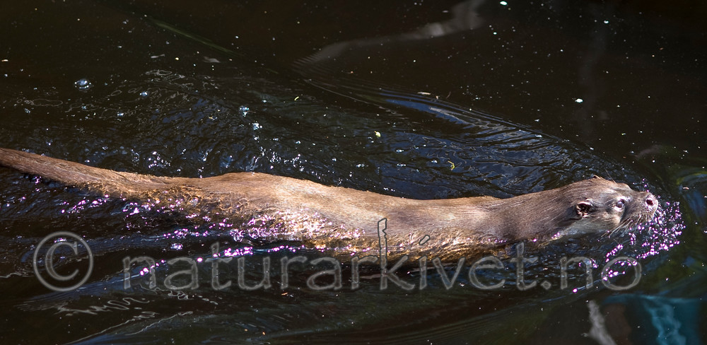 BB 12 0138 / Lutra lutra / Oter