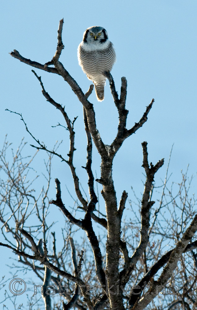 BB 12 0139 / Surnia ulula / Haukugle