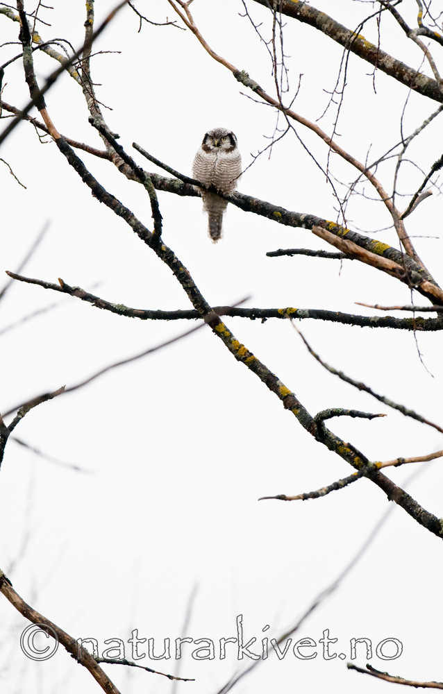 BB 12 0141 / Surnia ulula / Haukugle