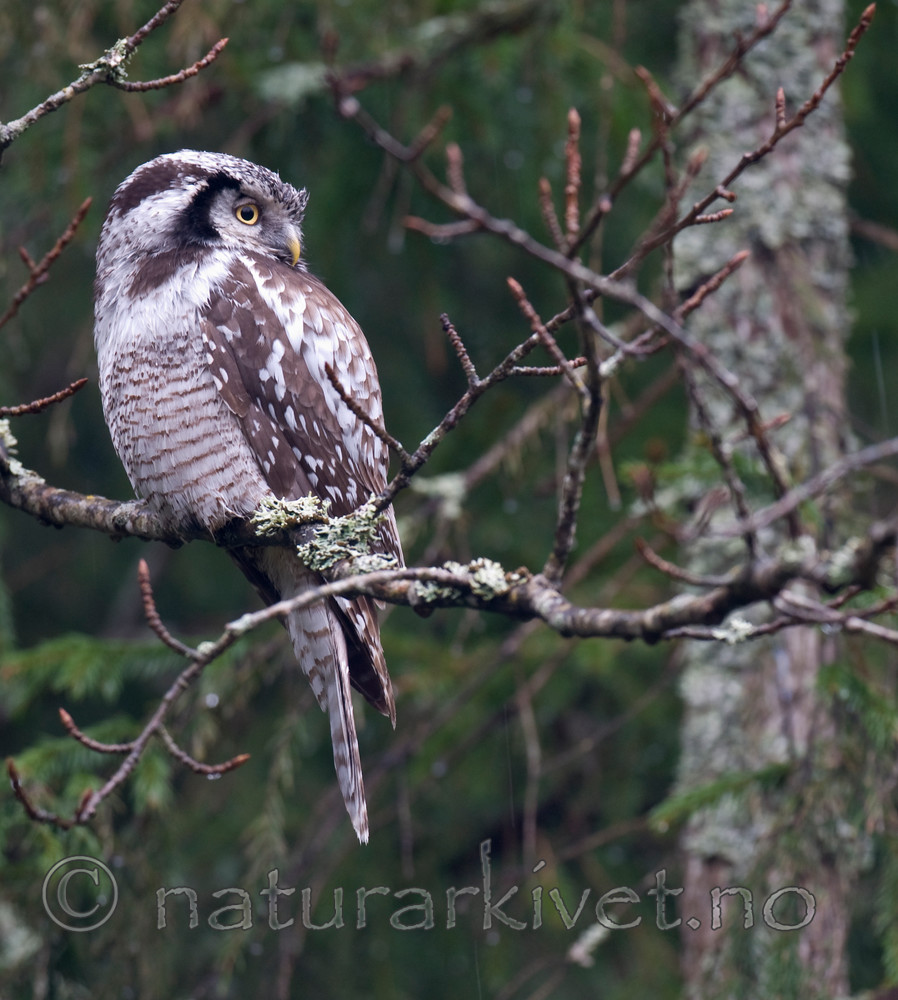 BB 12 0144 / Surnia ulula / Haukugle