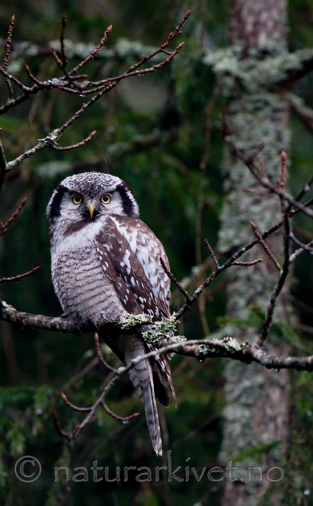 BB 12 0145 / Surnia ulula / Haukugle