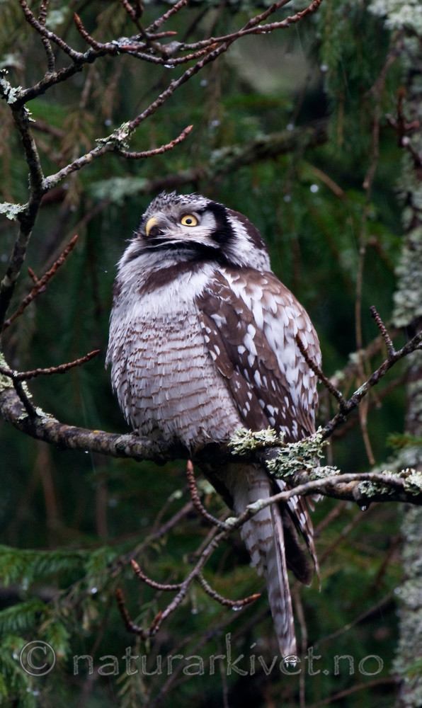 BB 12 0146 / Surnia ulula / Haukugle