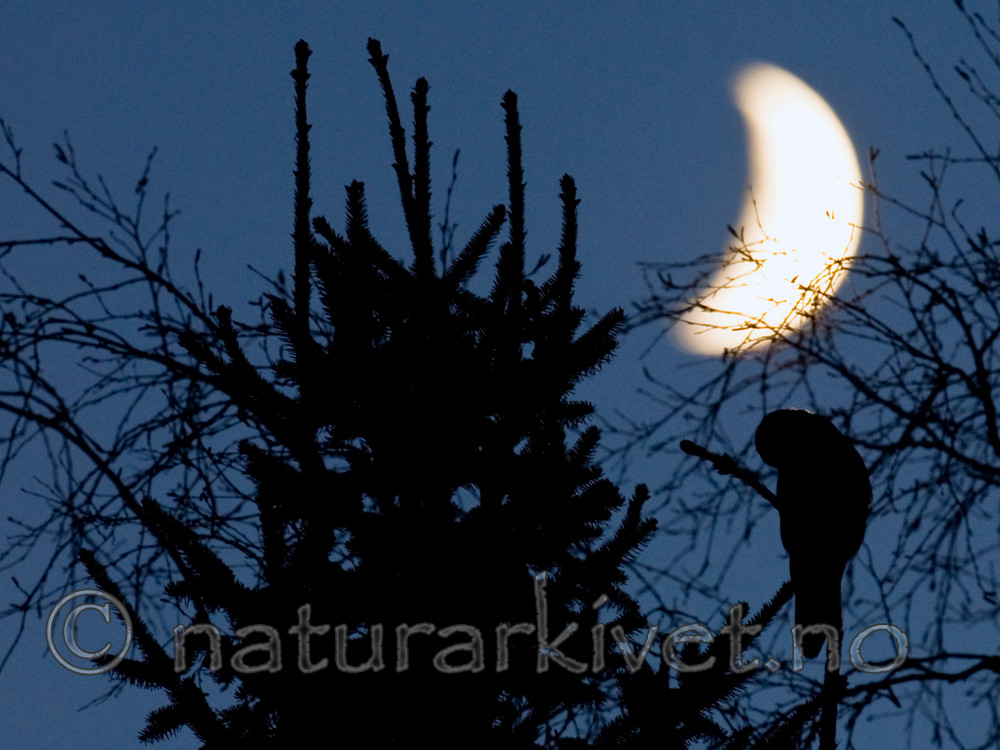 BB 12 0150 / Surnia ulula / Haukugle