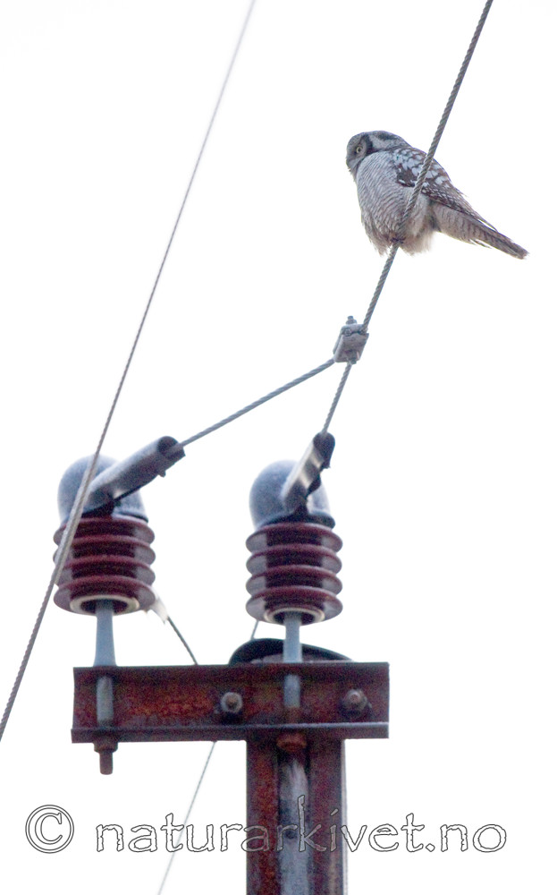 BB 12 0154 / Surnia ulula / Haukugle