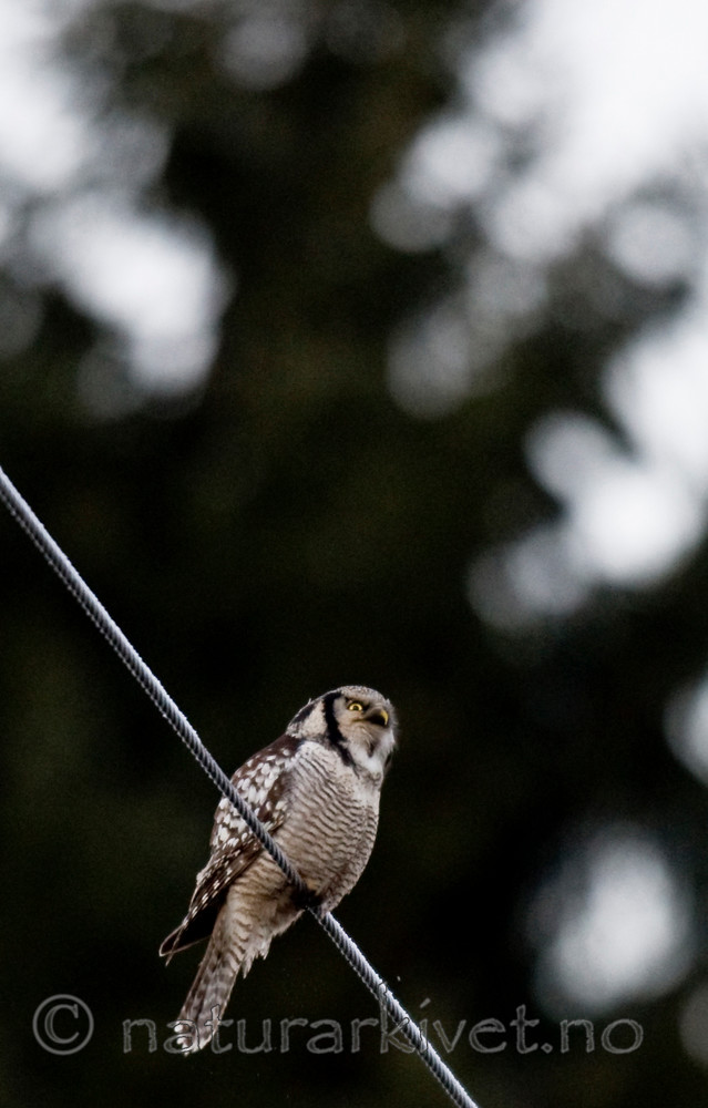 BB 12 0156 / Surnia ulula / Haukugle