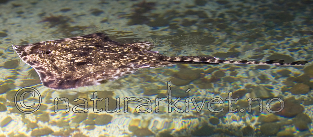 BB 12 0159 / Raja clavata / Piggskate