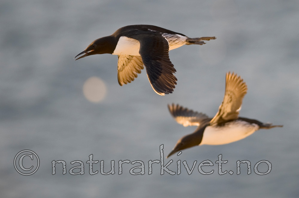 BB 12 0161 / Uria aalge / Lomvi