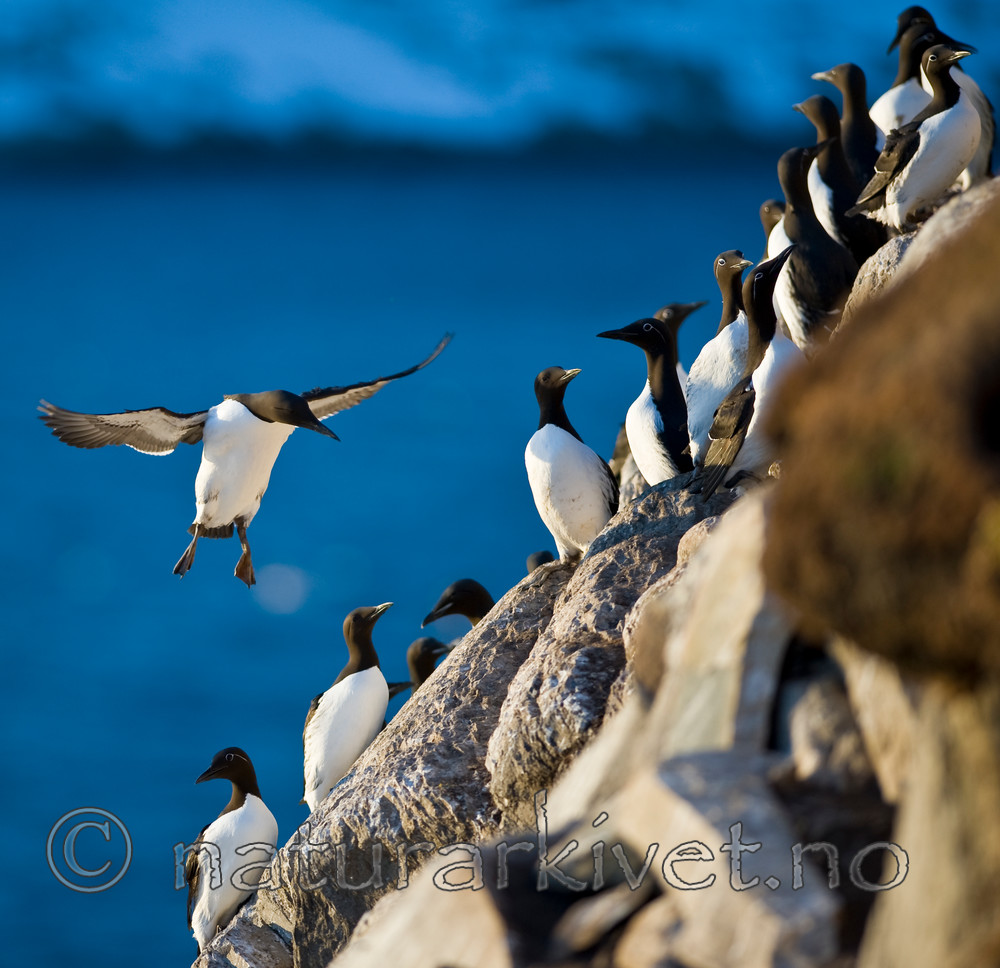 BB 12 0162 / Uria aalge / Lomvi