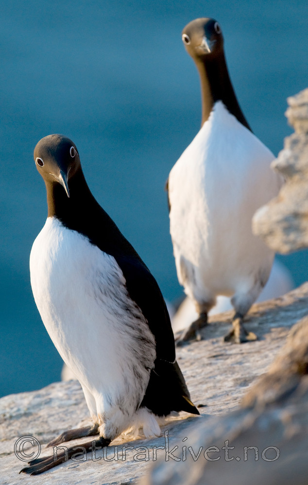 BB 12 0163 / Uria aalge / Lomvi