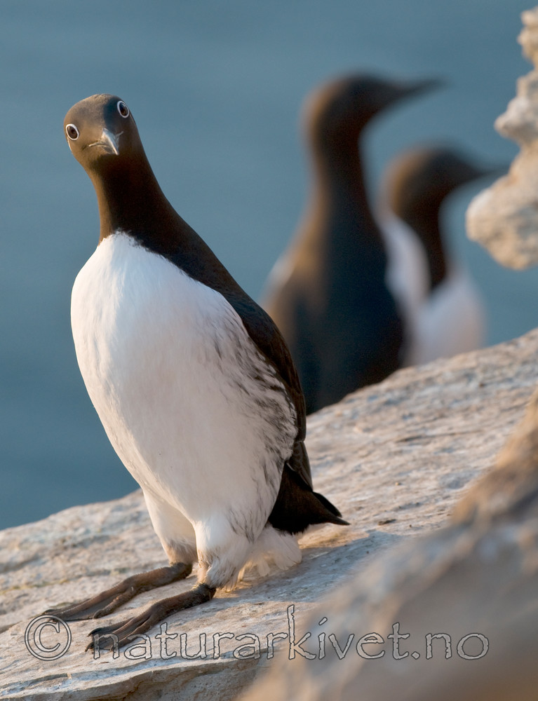 BB 12 0164 / Uria aalge / Lomvi