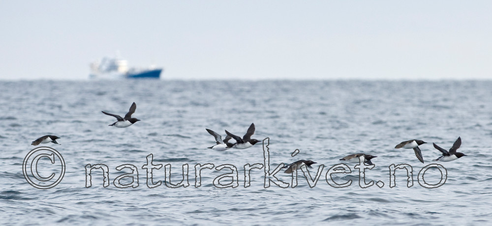 BB 12 0166 / Uria aalge / Lomvi