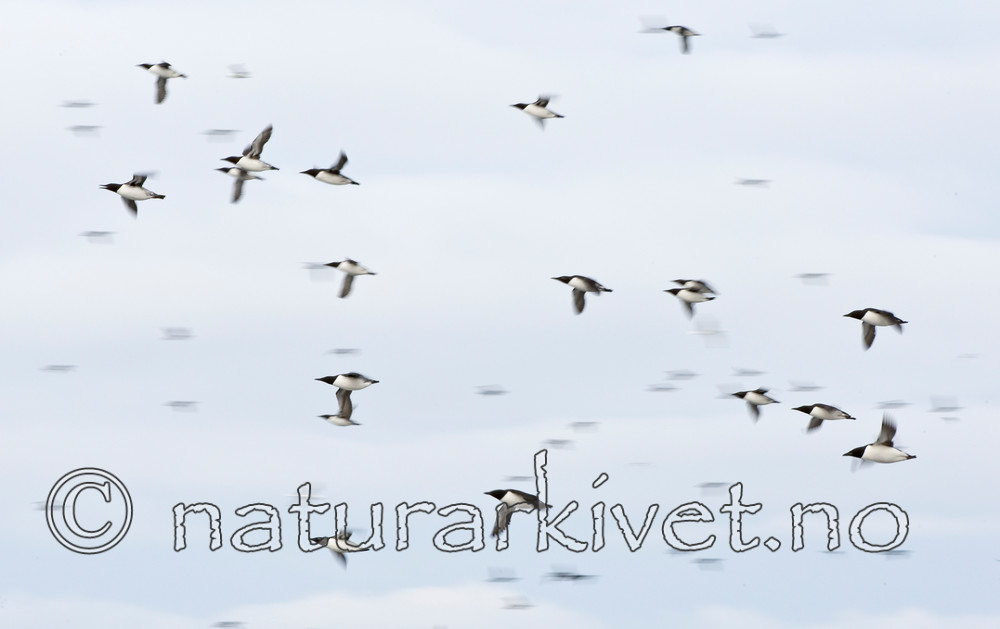 BB 12 0167 / Uria aalge / Lomvi