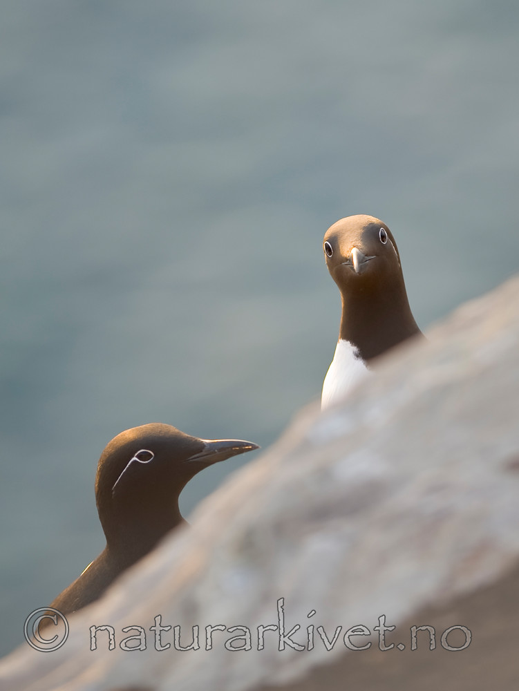 BB 12 0168 / Uria aalge / Lomvi