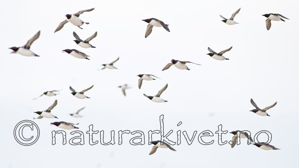 BB 12 0171 / Uria aalge / Lomvi