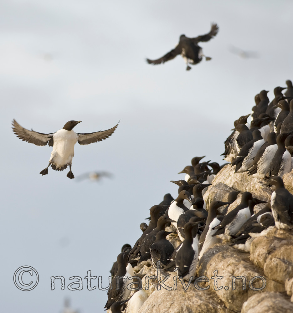 BB 12 0172 / Uria aalge / Lomvi