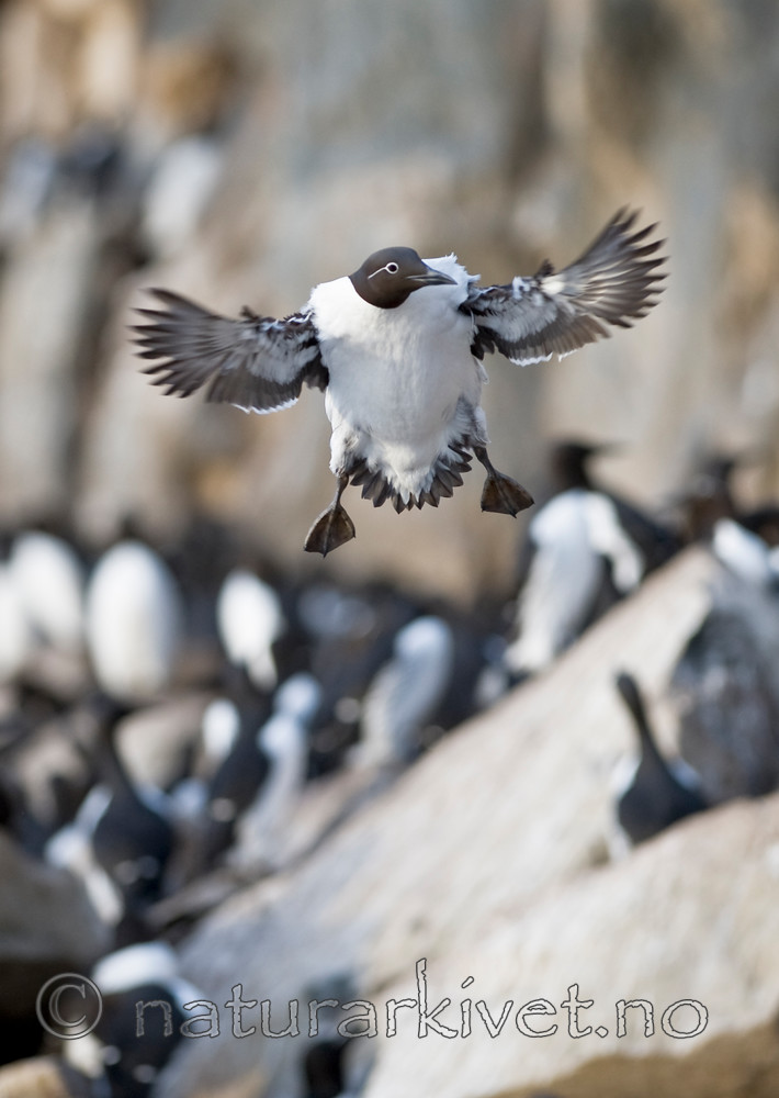 BB 12 0173 / Uria aalge / Lomvi