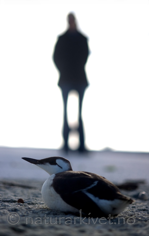 BB 12 0176 / Uria aalge / Lomvi