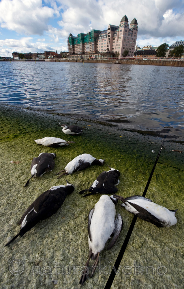 BB 12 0177 / Uria aalge / Lomvi