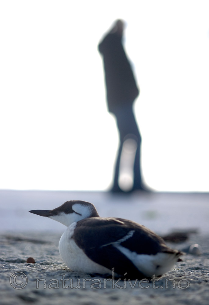 BB 12 0178 / Uria aalge / Lomvi