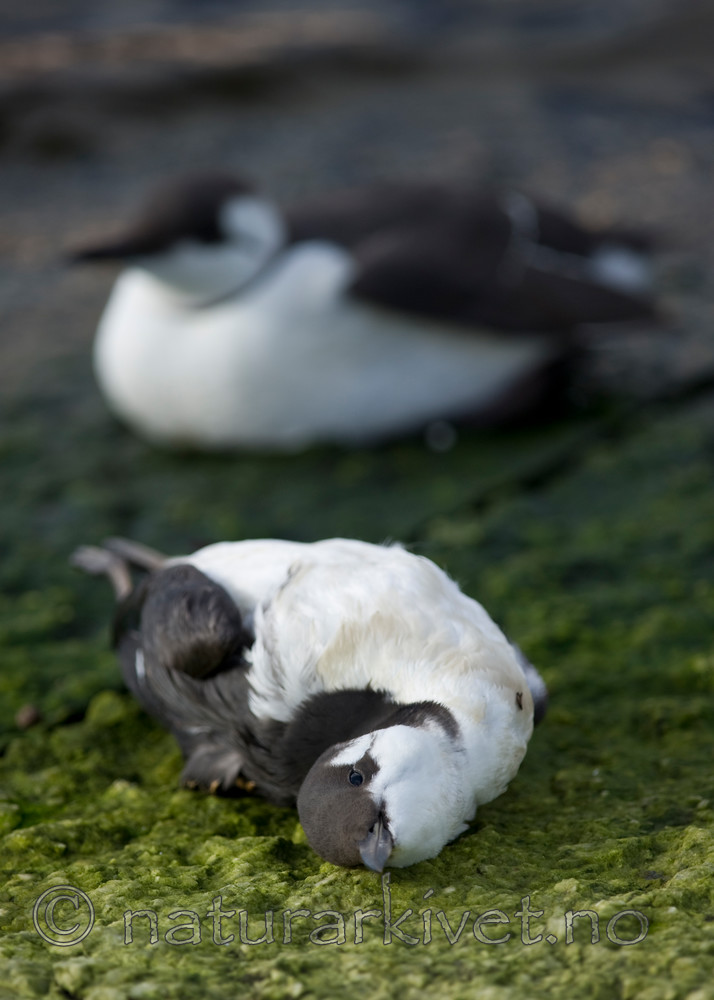 BB 12 0179 / Uria aalge / Lomvi