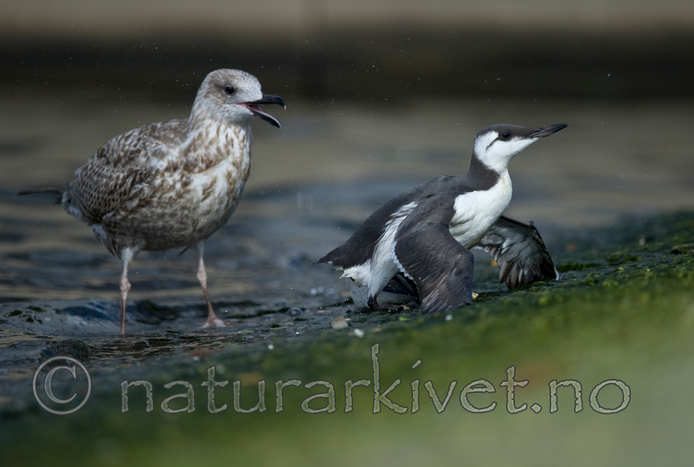 BB 12 0180 / Larus argentatus / Gråmåke <br /> Uria aalge / Lomvi