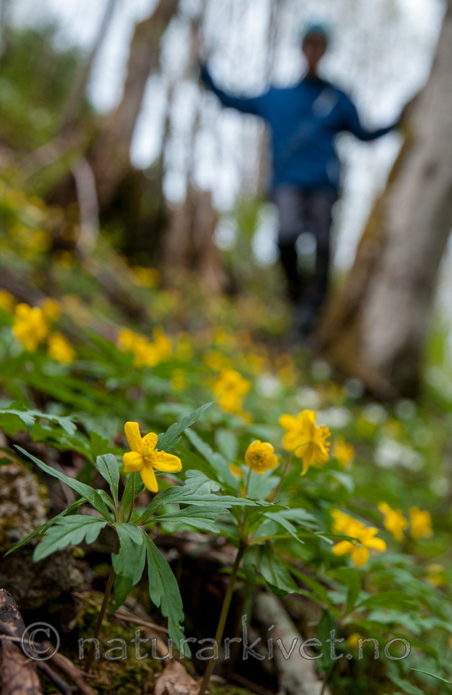 BB 12 0203 / Anemone ranunculoides / Gulveis