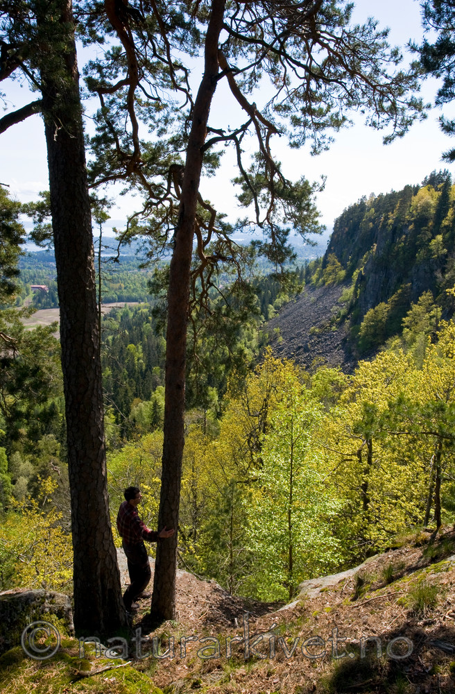 BB 12 0210 / Pinus sylvestris / Furu