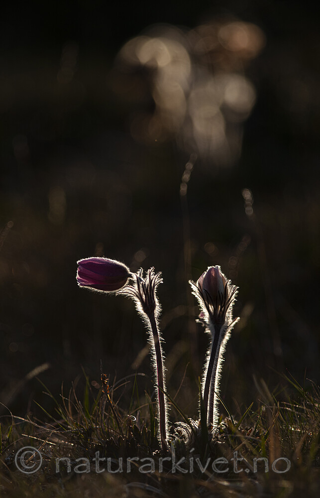BB 12 0232 / Pulsatilla vernalis / Mogop