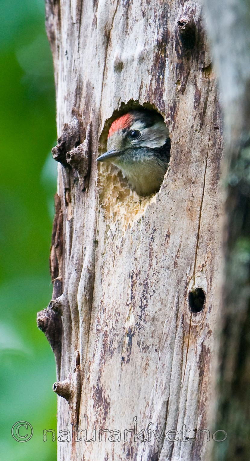 BB 12 0236 / Dendrocopos minor / Dvergspett