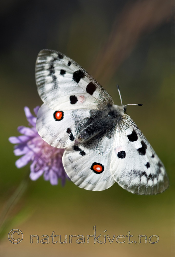 BB 12 0251 / Knautia arvensis / Rødknapp <br /> Parnassius apollo / Apollosommerfugl