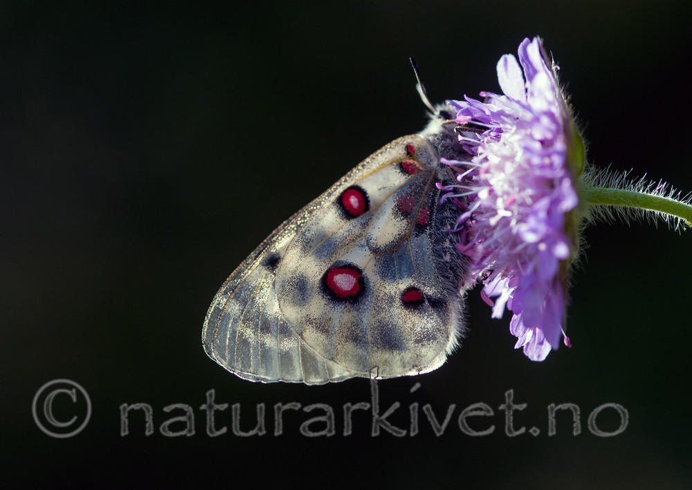 BB 12 0252 / Knautia arvensis / Rødknapp <br /> Parnassius apollo / Apollosommerfugl