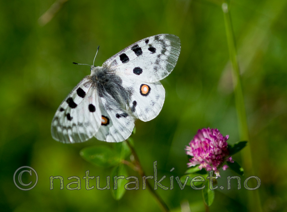 BB 12 0253 / Parnassius apollo / Apollosommerfugl <br /> Trifolium pratense / Rødkløver